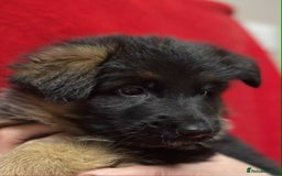 German Shepherd dogs for sale: Stunning longcoat German Shepherd puppies - Image 12