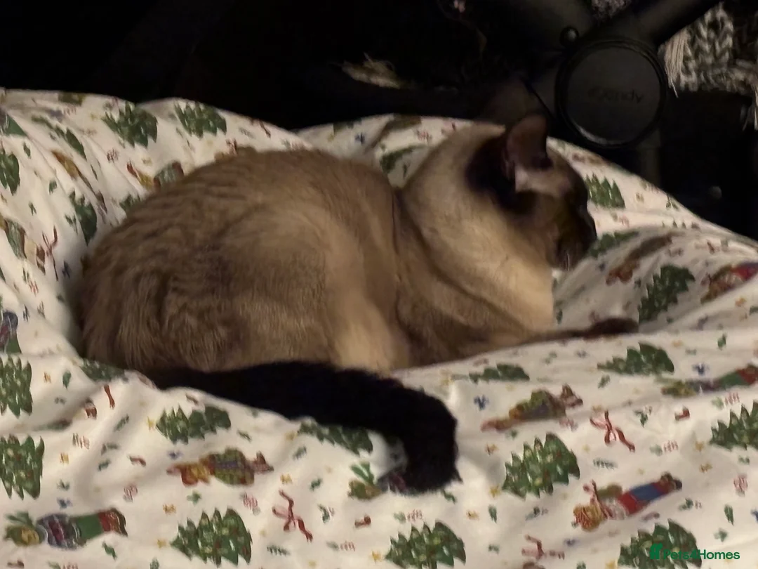 Mixed Breed cats for sale: Maine coon cross Siamese kitten  - Advert 2