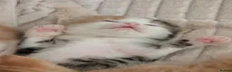Mixed Breed cats for sale: Kittens  - Advert 4