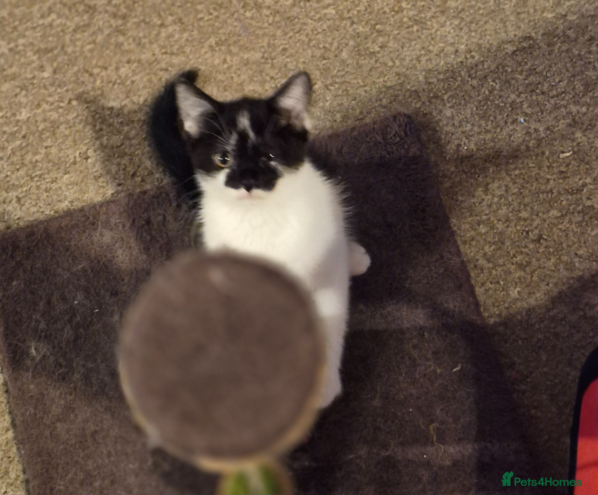 Mixed Breed cats Beautiful kittens looking for loving families - Advert 2