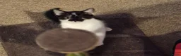 Mixed Breed cats for sale: Beautiful kittens looking for loving families - Advert 2