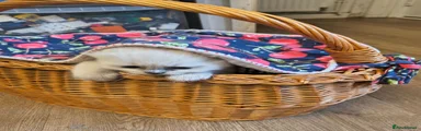 Ragdoll 1