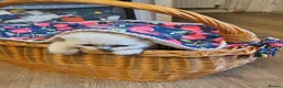 Ragdoll cats for sale: Gorgeous little of Ragdolls  - Advert 13