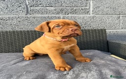 Dogue De Bordeaux dogs for sale: Beautiful litter of dogue de bordeauxs - Image 18