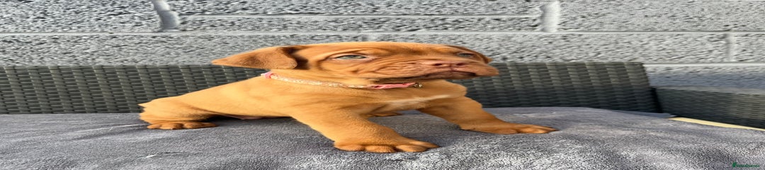 Dogue De Bordeaux baby pink