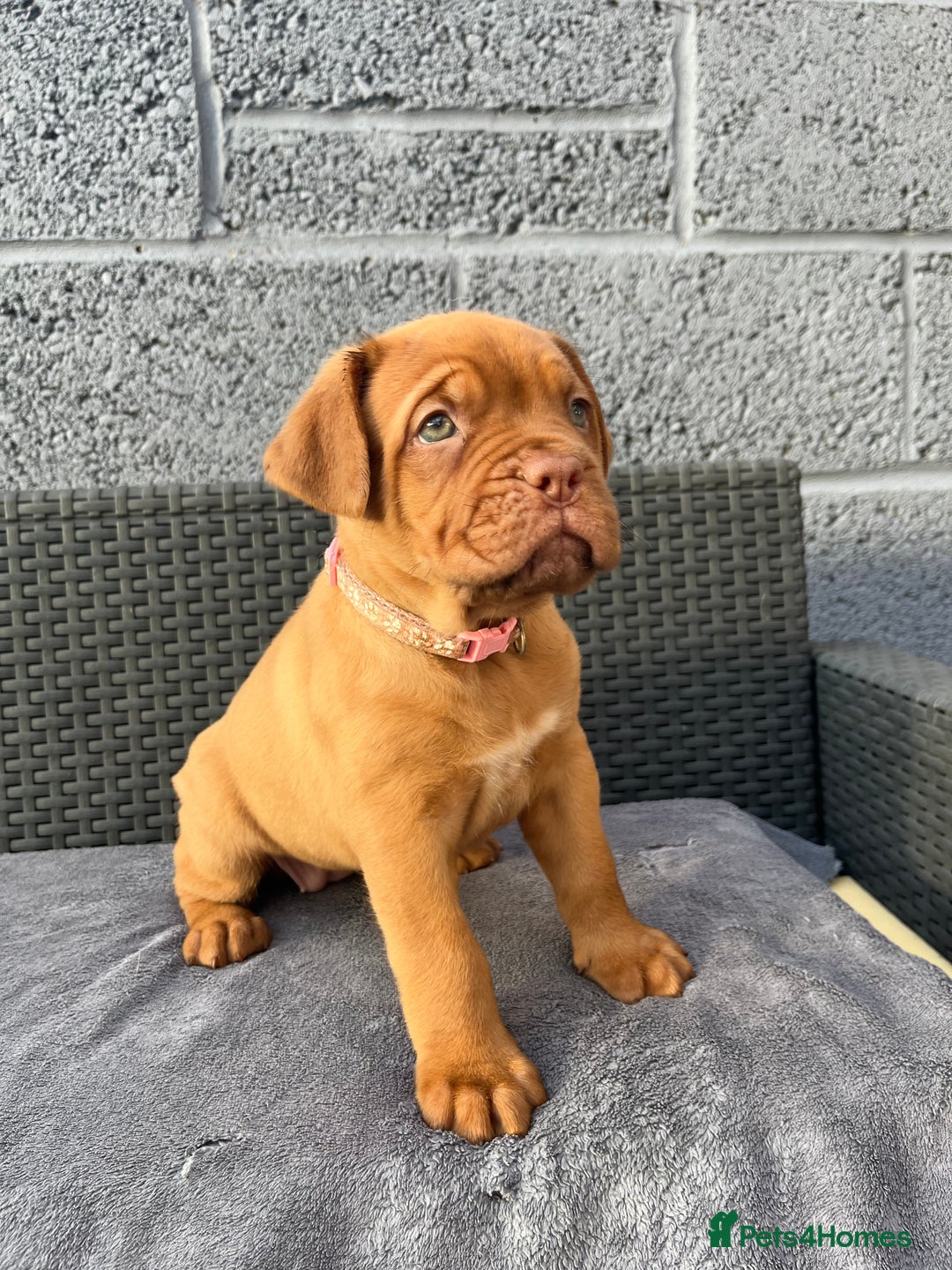 Dogue De Bordeaux dogs for sale: Beautiful litter of dogue de bordeauxs - Image 18