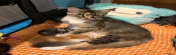Maine Coon cats for sale: Beautiful Maine Coon Kittens - Advert 3