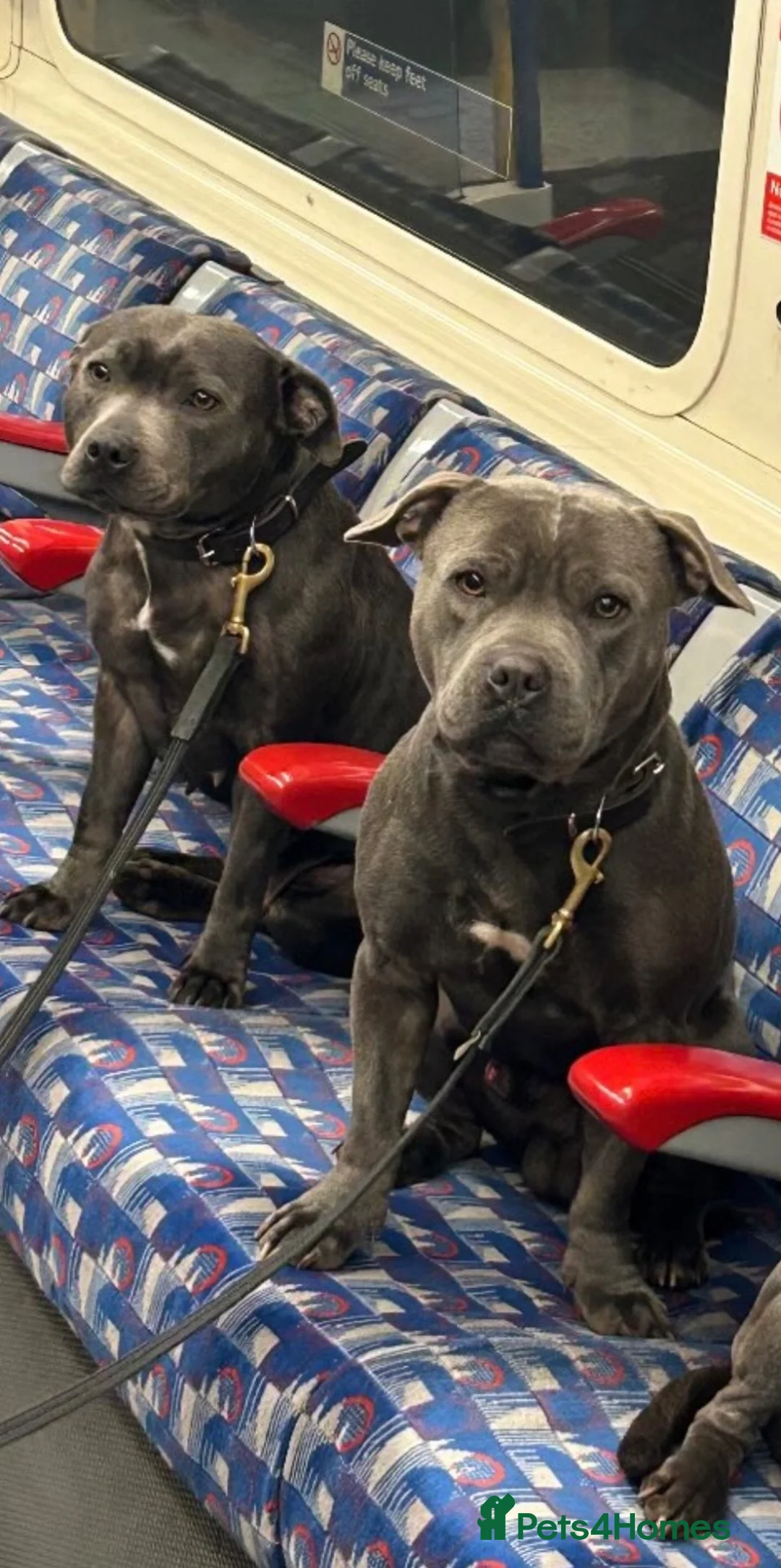 Staffordshire Bull Terrier dogs for sale: 6 Blue Staffordshire Bull Terrier Puppies  - Advert 2