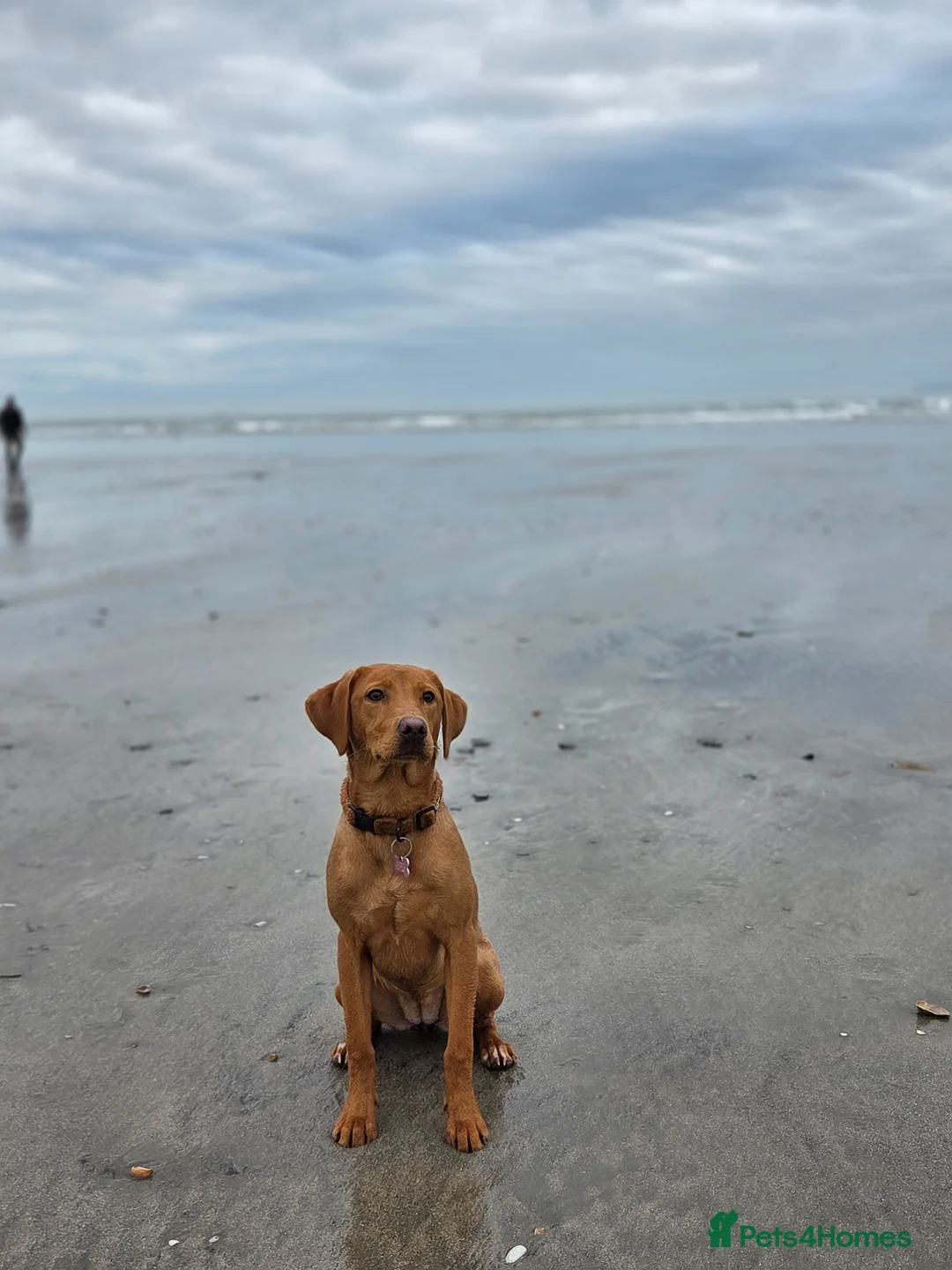 Labrador Retriever dogs for sale: Stunning Red Fox Lab (9 Months) in Bognor Regis - Advert 3