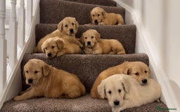 Golden Retriever dogs for sale: PEDIGREE HEALTH TESTED GOLDEN RETRIVER PUPPIES KC - Image 11