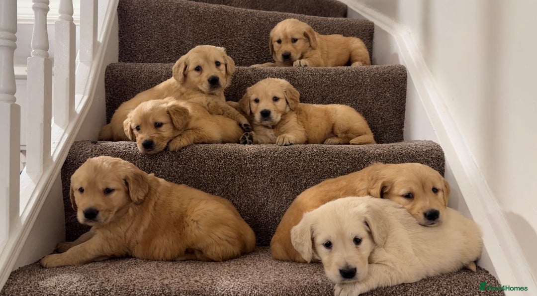 Golden Retriever dogs for sale: PEDIGREE HEALTH TESTED GOLDEN RETRIVER PUPPIES KC - Image 11