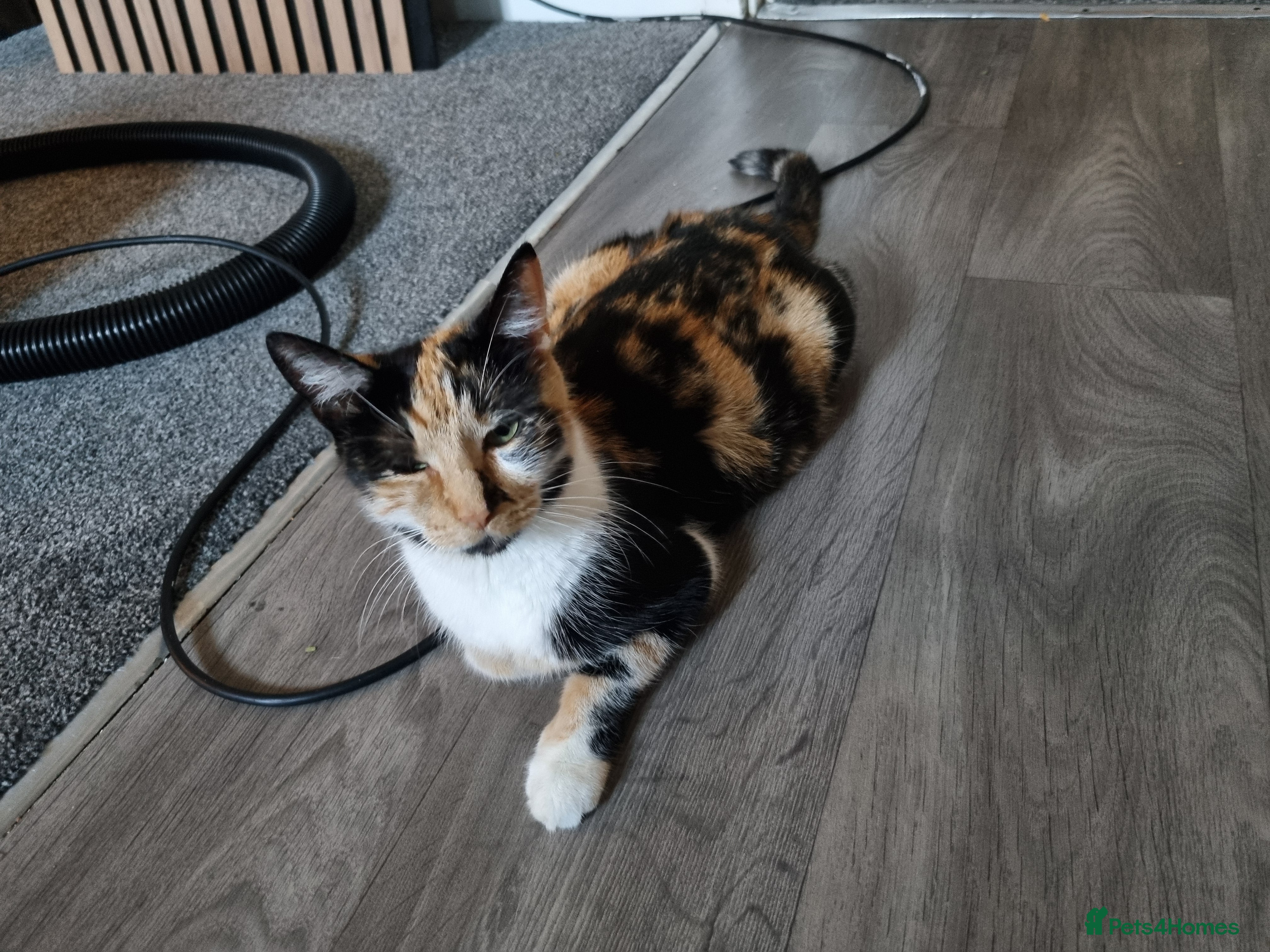 Mixed Breed cats Two beautiful kittens  - Advert 6
