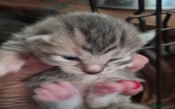 Maine Coon cats for sale: Main coon/ British short hair mix - Image 9