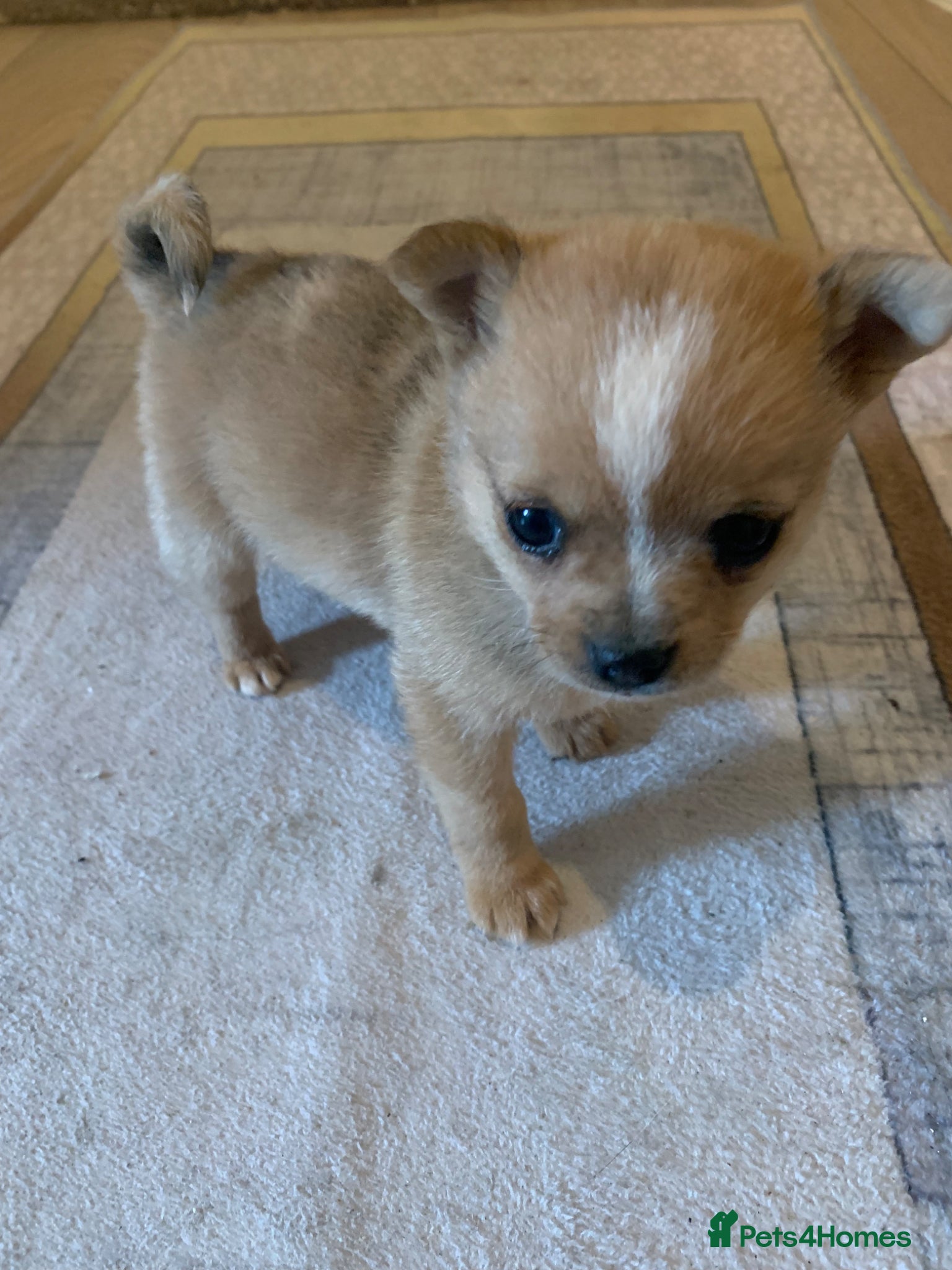 Pomchi dogs Merle pomchi - Advert 14