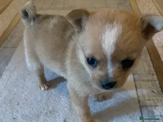 Pomchi dogs Merle pomchi - Advert 14