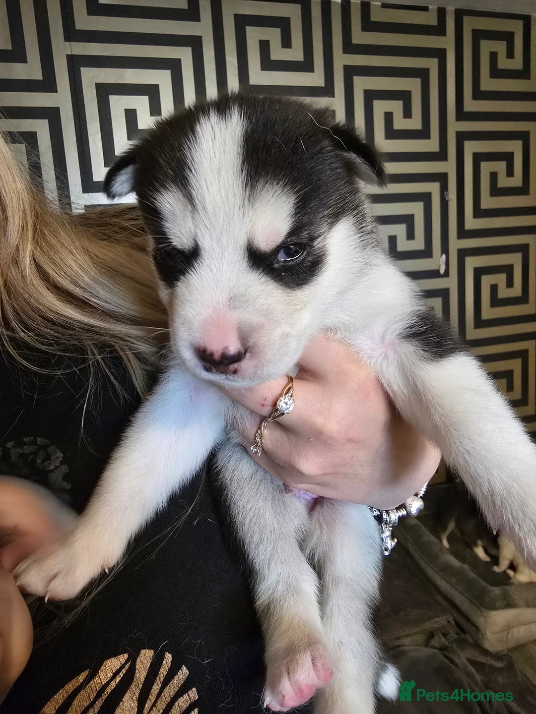 Siberian Husky dogs for sale: Siberian Husky Puppies - Image 4