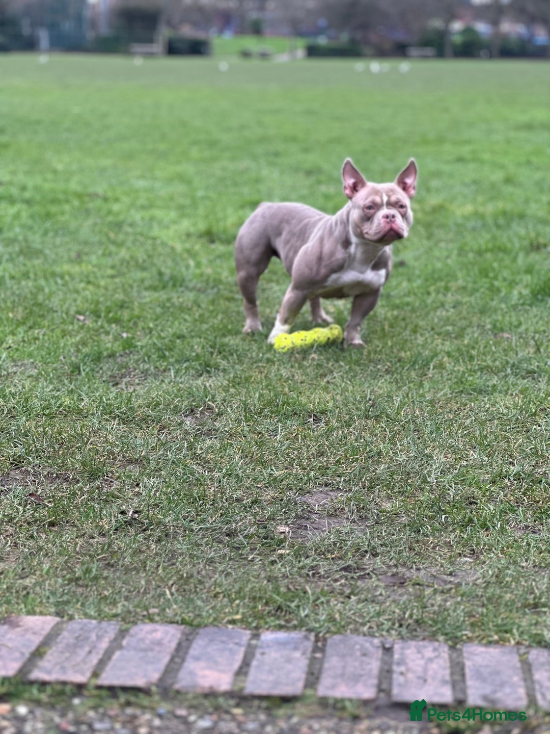 American Bully dogs for sale: American Pocket Bully - Image 7