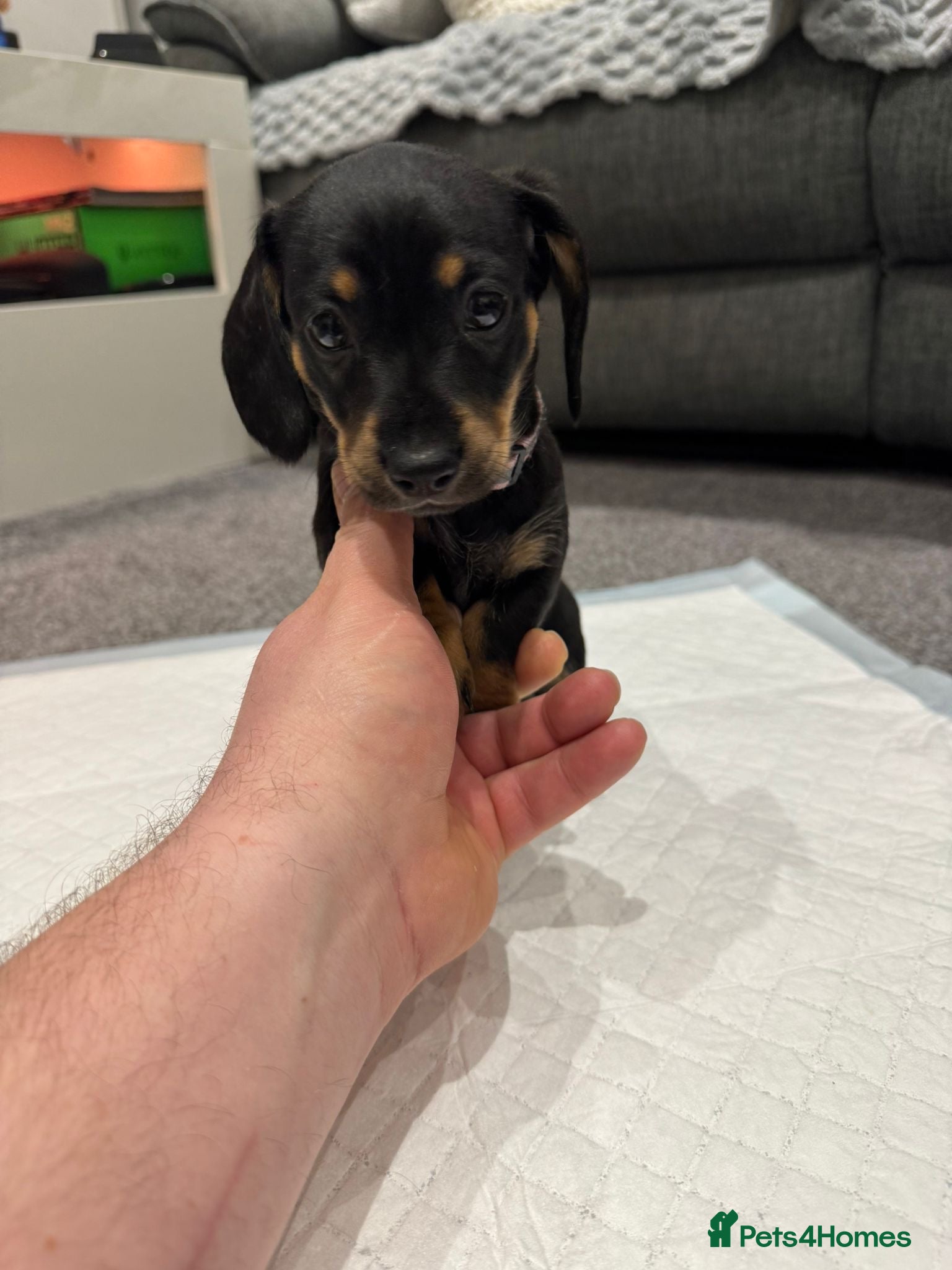 Dachshund dogs 1 Stunnig Standard Dachshund Girl - Advert 5