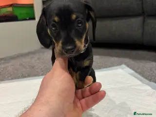 Dachshund dogs 1 Stunnig Standard Dachshund Girl - Advert 5