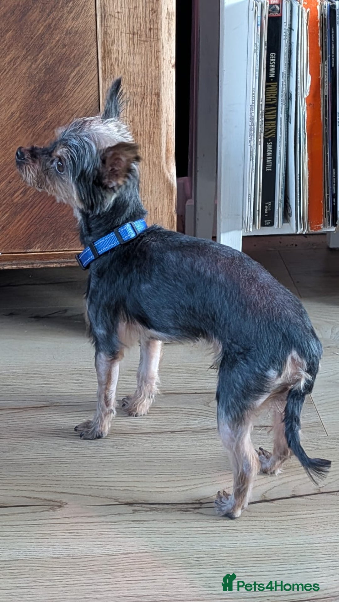 Yorkshire Terrier dogs for sale: Yorkshire terrier 6 years old - Advert 7