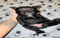Mixed Breed dogs for sale: Frenchie/ chow puppies  - Image 6
