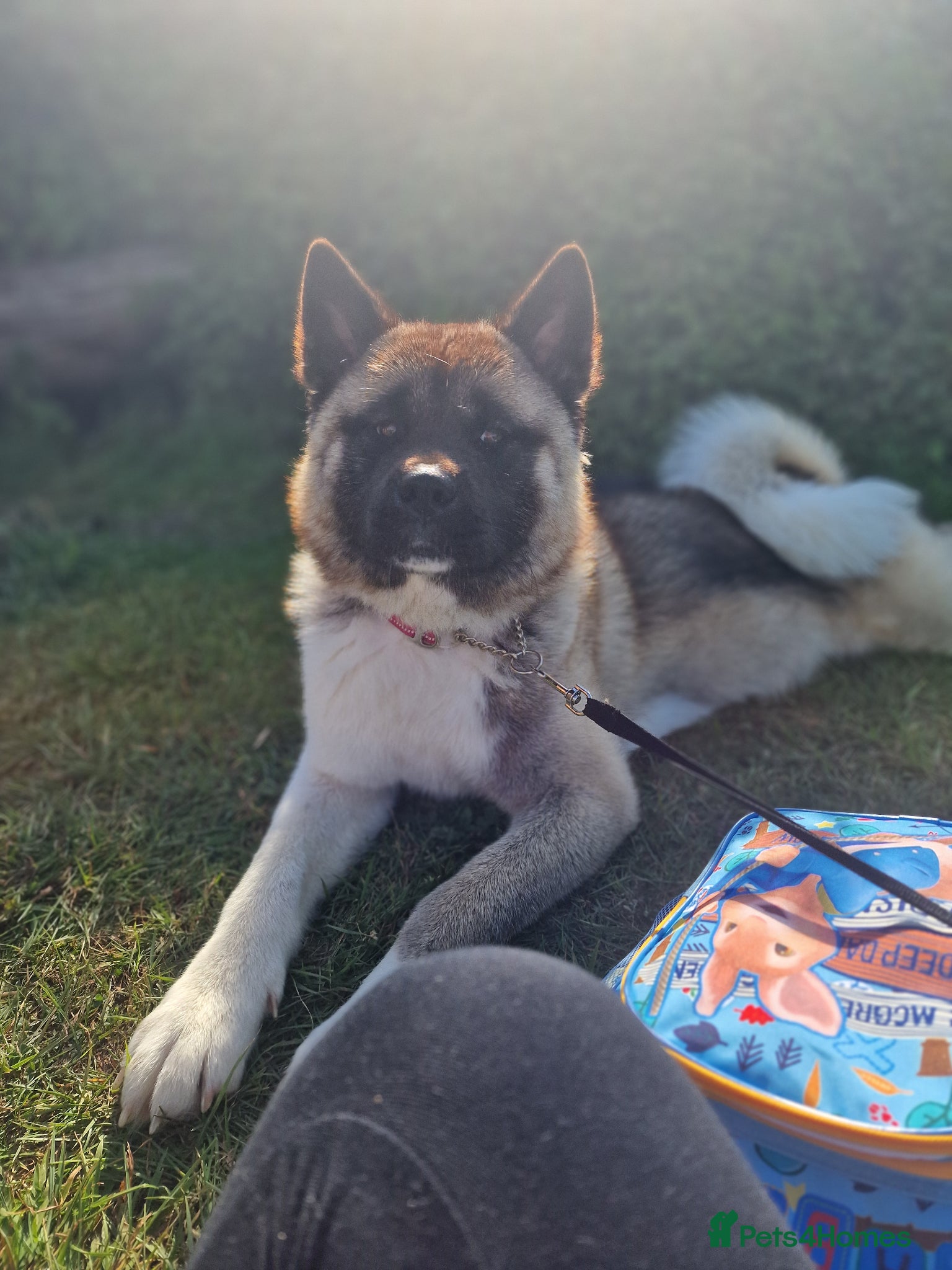 Akita dogs Kc registered akita  - Advert 3
