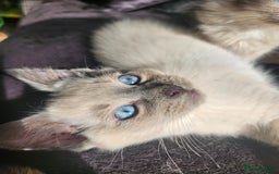 Ragdoll cats for sale: Male Gorgeous blue eyed Ragdoll  - Image 3