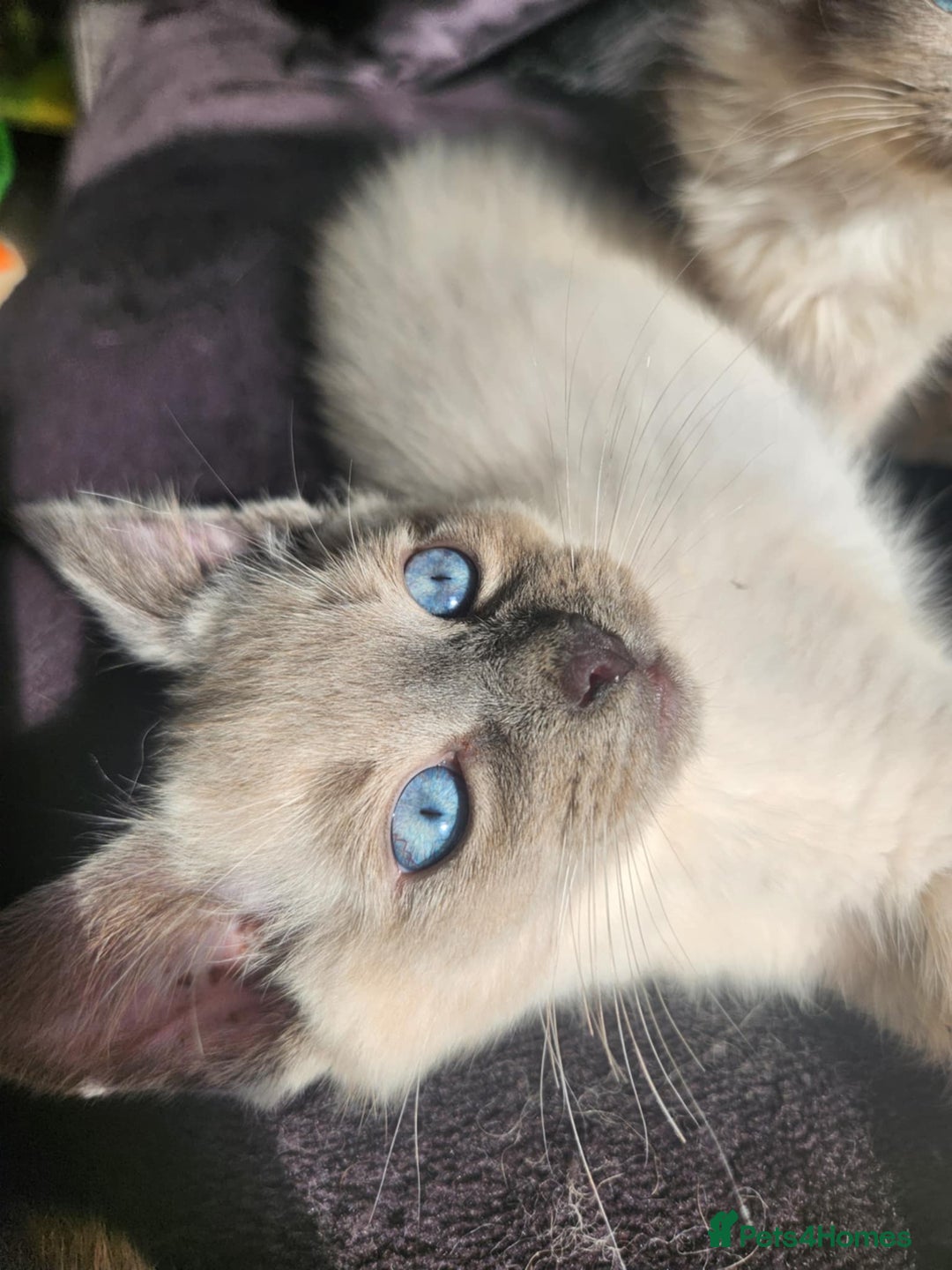 Ragdoll cats for sale: Male Gorgeous blue eyed Ragdoll  - Image 3
