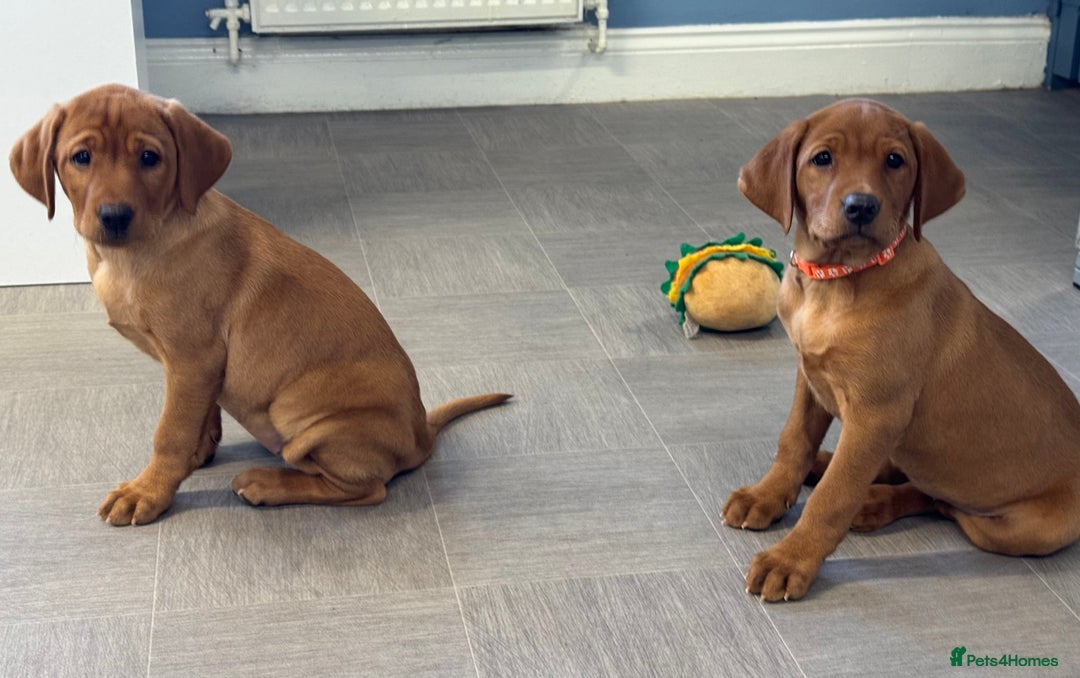 Labrador Retriever dogs for sale: Exceptional KC litter Fox Red Labradors  - Advert 7