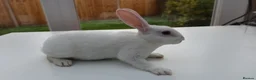 Rex rabbits for sale: Mini Rex BEW Rabbits - Advert 14