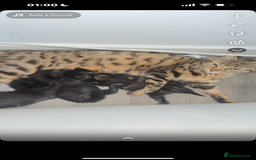 Bengal cats for sale: Mixed bengal cats for sale  - Image 1