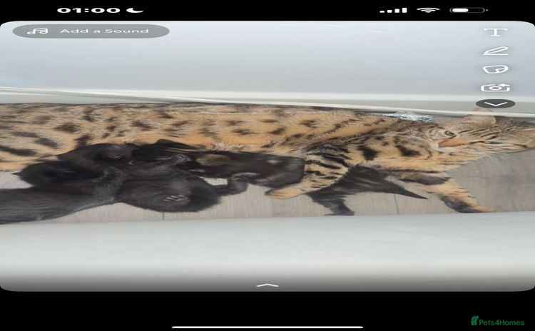Bengal cats - Advert 2
