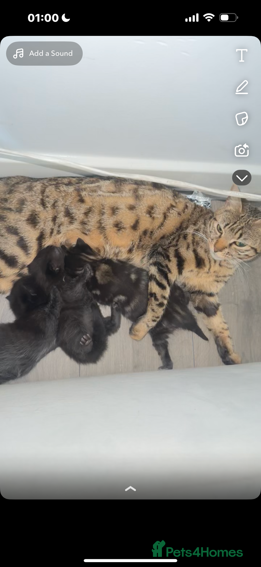 Bengal cats for sale: Mixed bengal cats for sale  - Image 1