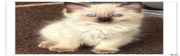 Ragdoll cats for sale: 6 cute pure breed Ragdoll kittens 2 boys 4 girls  - Advert 21