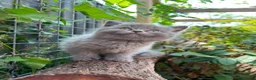 British Shorthair cats for sale: Stunning litter of x7 British short hair kittens  - Advert 4
