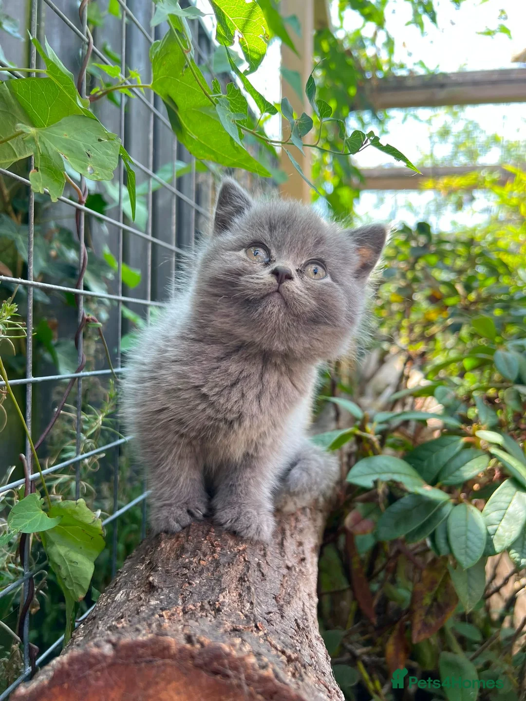 British Shorthair cats for sale: Stunning litter of x7 British short hair kittens  - Advert 1