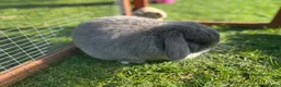 Mini Lop rabbits for sale: ❤️Looking for a companion for our lovely mini lop - Advert 2