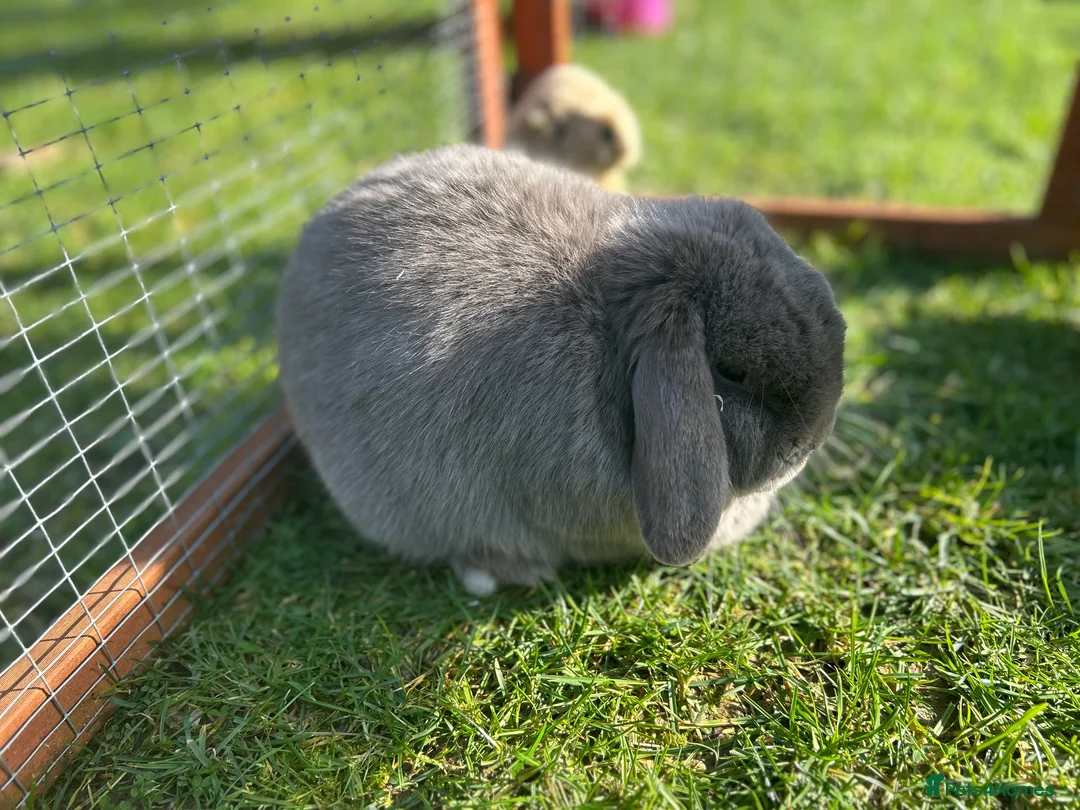 Mini Lop rabbits for sale: ❤️Looking for a companion for our lovely mini lop - Advert 2