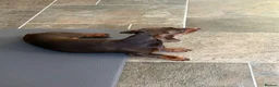 Miniature Dachshund dogs for sale: June - Lovely, Well Behaved and Playful - Advert 4