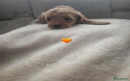 Schnoodle dogs for sale: 5 Adorable Schnoodle Puppies ❤️🩷💚💙🧡 - Image 10