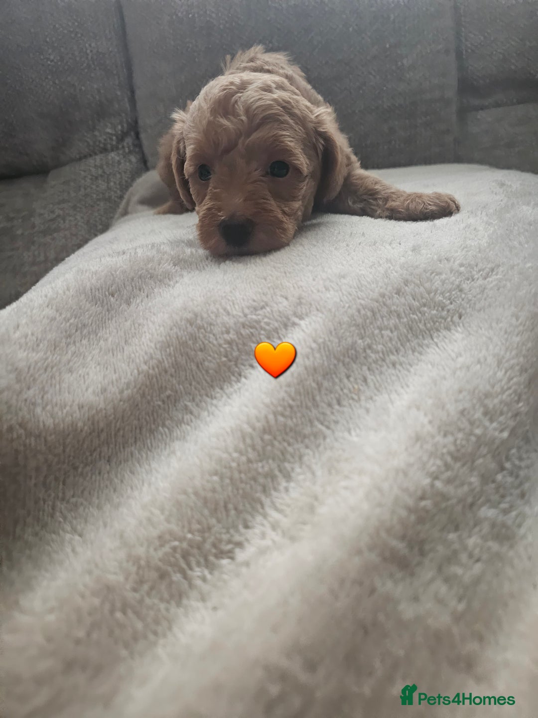 Schnoodle dogs for sale: 5 Adorable Schnoodle Puppies ❤️🩷💚💙🧡 - Image 10