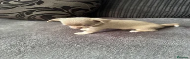 Chihuahua 4
