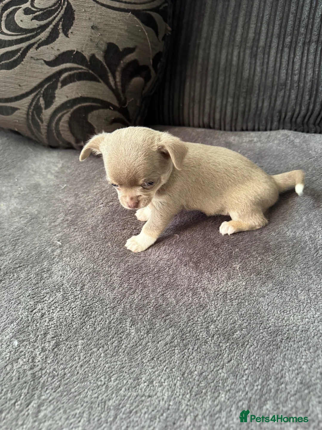 Chihuahua dogs for sale: Gorgeous lilac puppies  - Advert 2