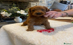 Irish Doodle dogs for sale: Stunning litter of mini Irish Doodles - Image 1