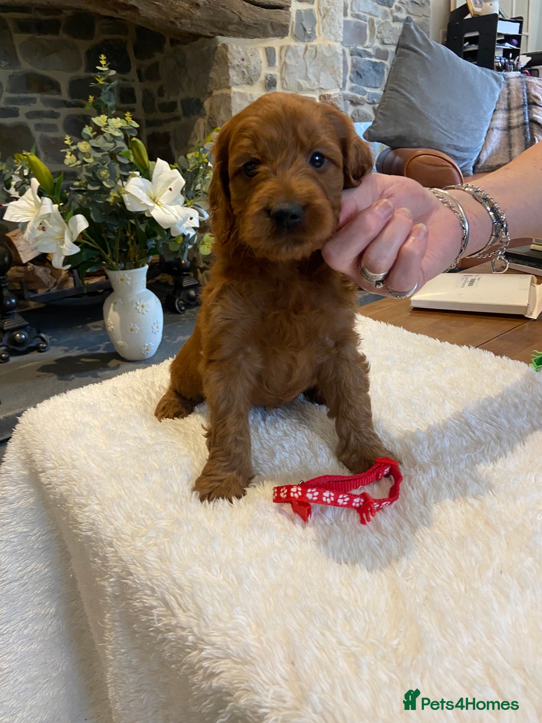 Irish Doodle dogs for sale: Stunning litter of mini Irish Doodles - Image 1