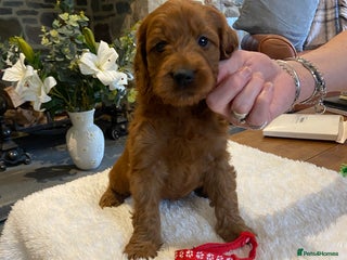 Irish Doodle dogs - Advert 3