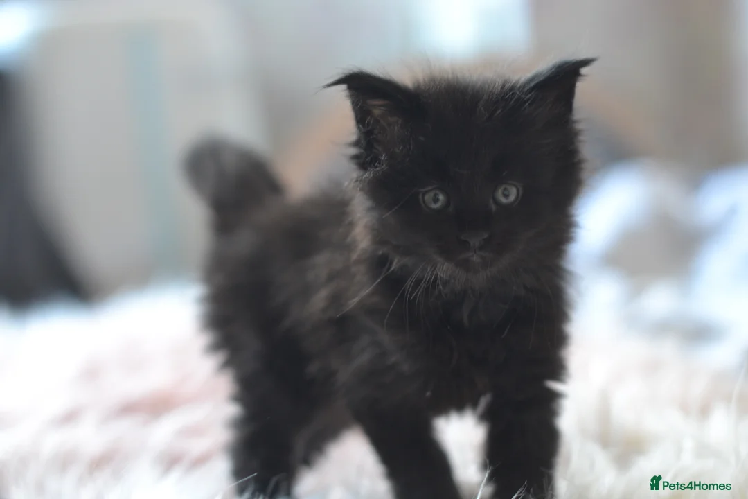 Maine Coon cats for sale: Tica registered Maine Coon boy for reservation - Advert 7