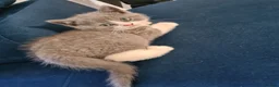 Himalayan cats for sale: Bicolour British shorthair Kittens - Advert 18