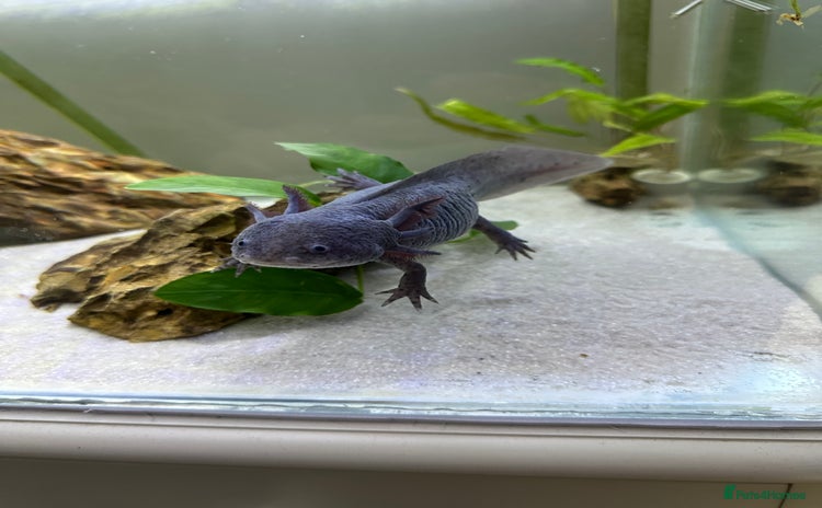 Axolotl reptiles - Advert 1