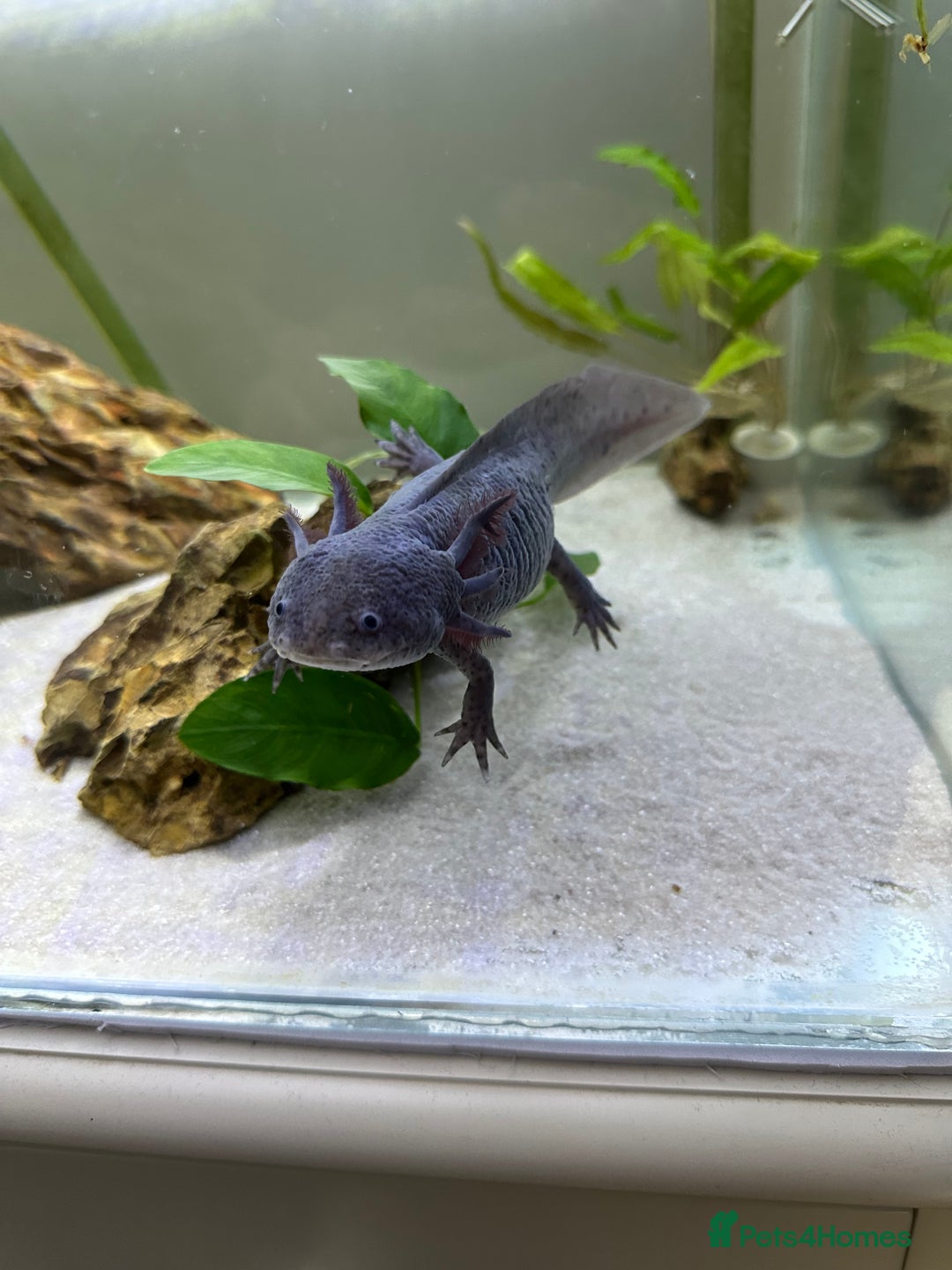 Axolotl reptiles for sale: Full Axolotl set up - see description  - Image 1